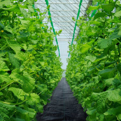 20 year 6x300 ft Heavy Duty PP Woven Weed Barrier Landscape Ground Cover 3.2Oz