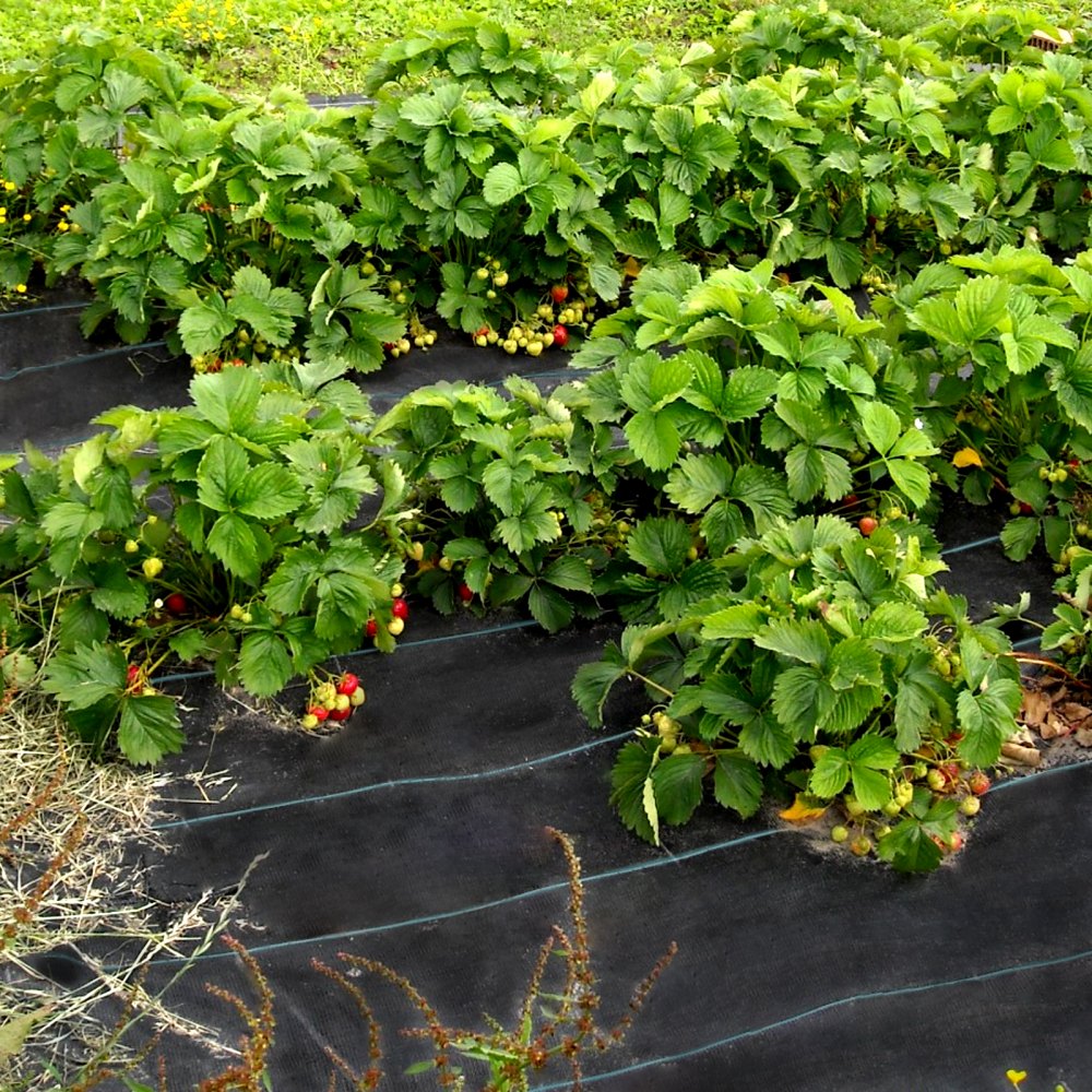 VEVOR Weed Control Fabric 6ft x 300ft - Geo Textile Fabric Heavy Duty - Woven Ground Cover for Commercial Greenhouse